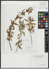 Foto von Salix alba L.